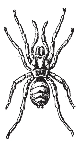 Tarantula eller theraphosidae, vintage gravyr — Stock vektor