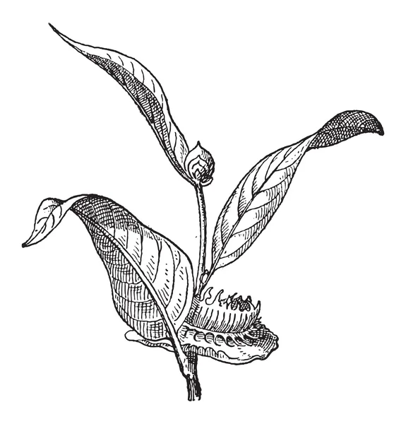 Napoleonaea 或 napoleonaea sp.），复古雕刻 — 图库矢量图片