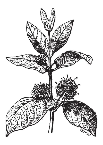 Naucleeae, gravure vintage — Image vectorielle