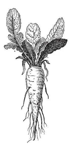 Nabo largo o Brassica rapa var. rapifera, grabado vintage — Vector de stock