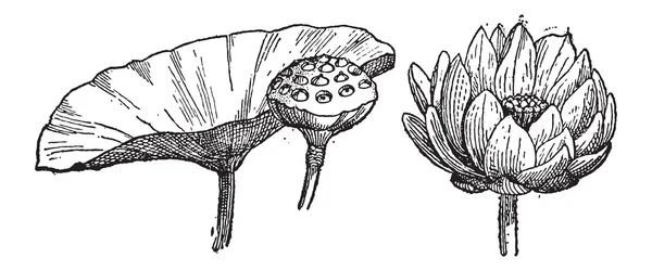 Loto giallo o Nelumbo lutea, incisione vintage — Vettoriale Stock