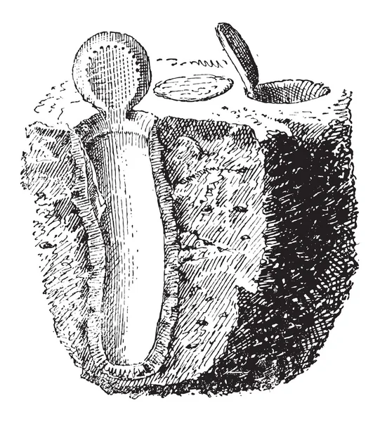 Nido, de tela de araña o Atypus affinis, grabado vintage — Archivo Imágenes Vectoriales