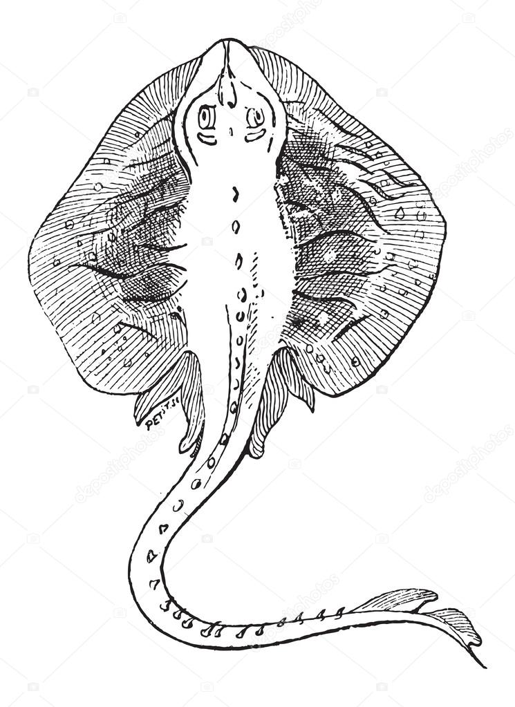 Fins, of a Stingray or Myliobatoidei, vintage engraving