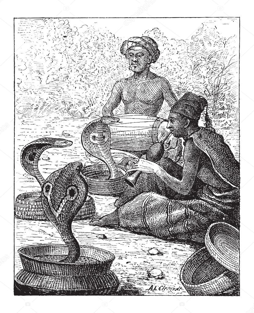 Cobra or Naja sp., vintage engraving