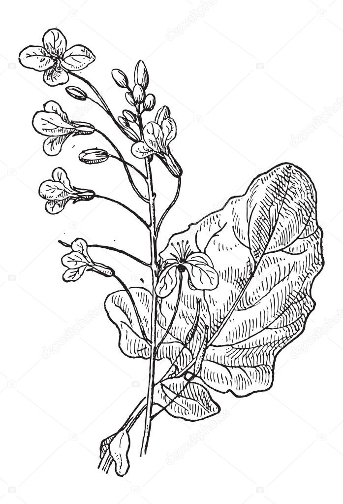 Rapeseed or Brassica napus, vintage engraving