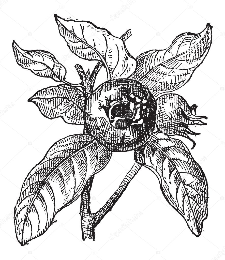 Mediterranean medlar or Crataegus azarolus, vintage engraving