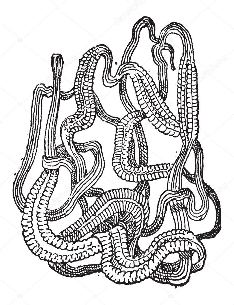 Ribbon Worm or Nemertea, vintage engraving