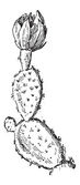 Fügekaktusz vagy Opuntia ficus-indica, vintage gravírozás