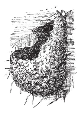 Nest of the Swallow or Hirundinidae, vintage engraving clipart