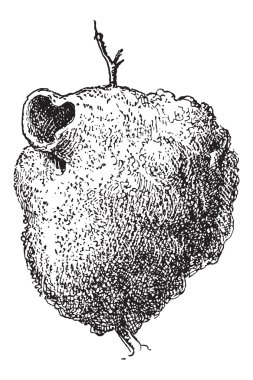 Mavi baştankara, cyanistes caeruleus veya parus caeruleus, VI iç içe