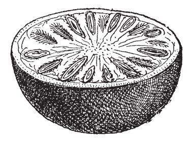 nux vomica veya strychnos nux-vomica, antika gravür