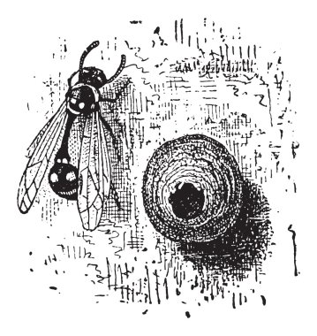 yuva potter wasp veya eumenes sp., vintage oyma
