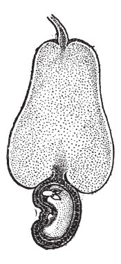 kaşu somun veya anacardium occidentale, antika gravür
