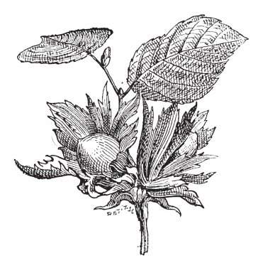 Hazel veya corylus sp., antika gravür