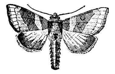 güve, antika gravür