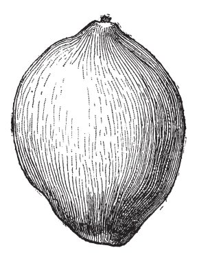 Hindistan cevizi veya cocos nucifera, antika gravür