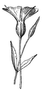 Common Corncockle or Agrostemma githago, vintage engraving clipart