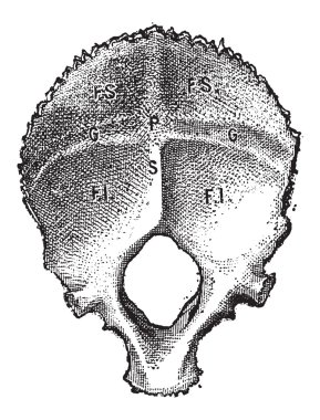 Oksipital kemik, insan, antika gravür