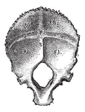 Occipital Bone, Human, vintage engraving clipart