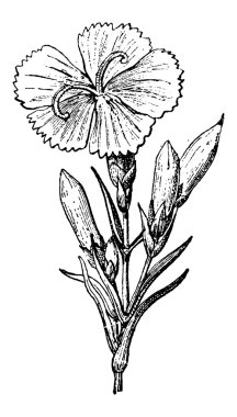 vahşi karanfil veya dianthus caryophyllus, antika gravür