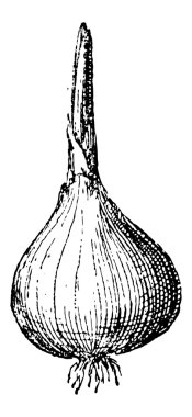 soğan veya allium cepa, antika gravür