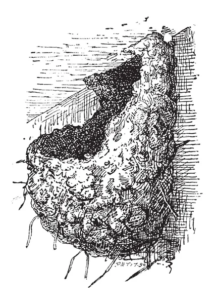 巢的燕子或 hirundinidae，复古的雕刻 — 图库矢量图片