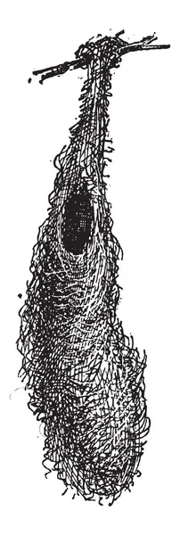 Καλάθι φωλιά του oropendola ή psarocolius sp., vintage Χαρακτική — Διανυσματικό Αρχείο