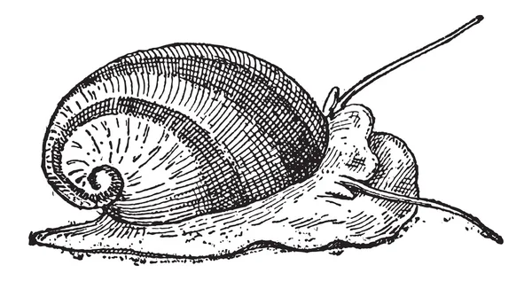 Nerite 或 neritidae，复古雕刻 — 图库矢量图片