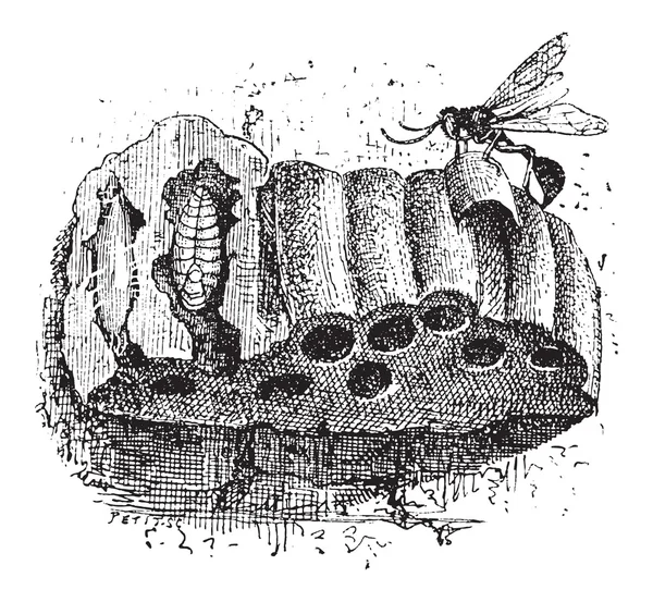 Sphecid ハチや sceliphron spirifex、ヴィンテージ engravi の巣します。 — ストックベクタ