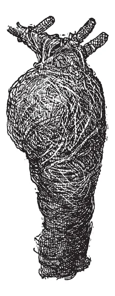 Gniazdo baya weaver lub ploceus philippinus, rocznik engravin — Wektor stockowy