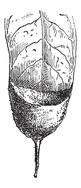 Hnízdo poustevník kolibřík nebo phaethornithinae, vintage engr — Stockový vektor