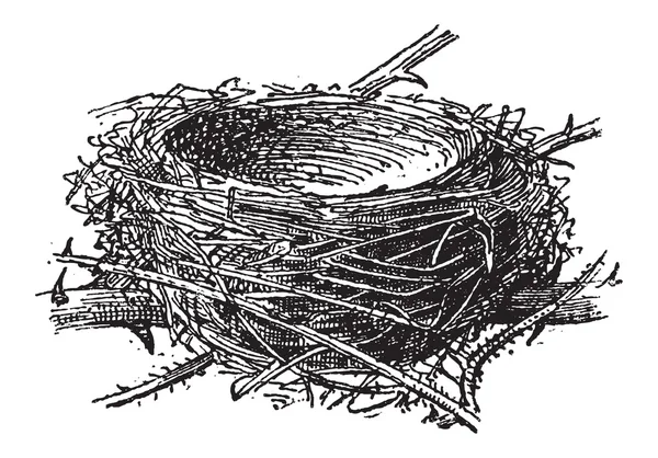 Nest van de zwartkop of sylvia atricapilla, vintage gravure — Stockvector