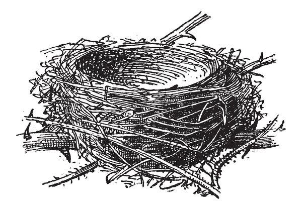 Nest of the Blackcap or Sylvia atricapilla, vintage engraving