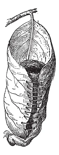 Nest eines Schneidervogels oder Orthotomus sp., Vintage-Gravur — Stockvektor