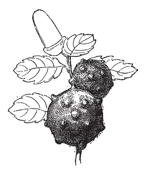 Oak apple of eiken gall, vintage gravure — Stockvector