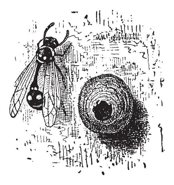 Nest van de potter wasp of eumenes sp., vintage gravure — Stockvector