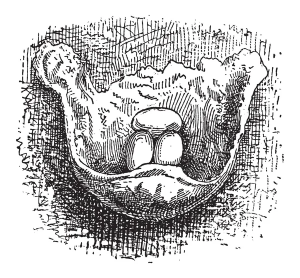 Cliff kırlangıç veya petrochelidon sp., vintage yuva engravin — Stok Vektör