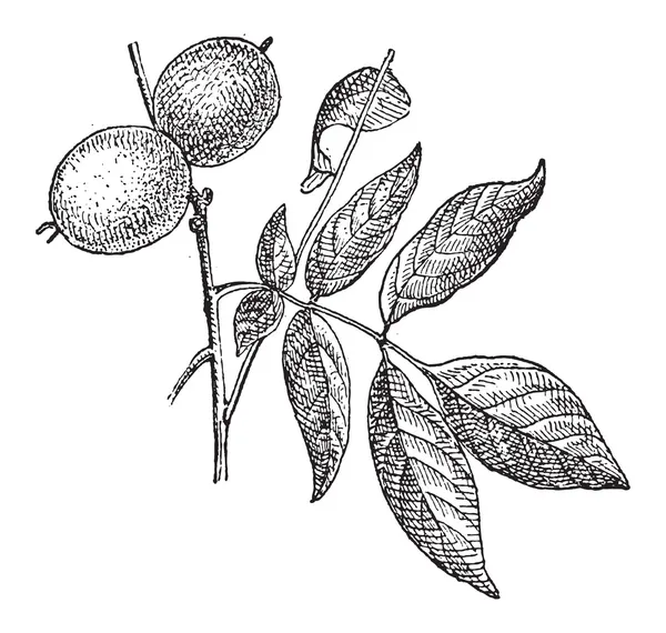 Nogal o Juglans regia, grabado vintage — Vector de stock