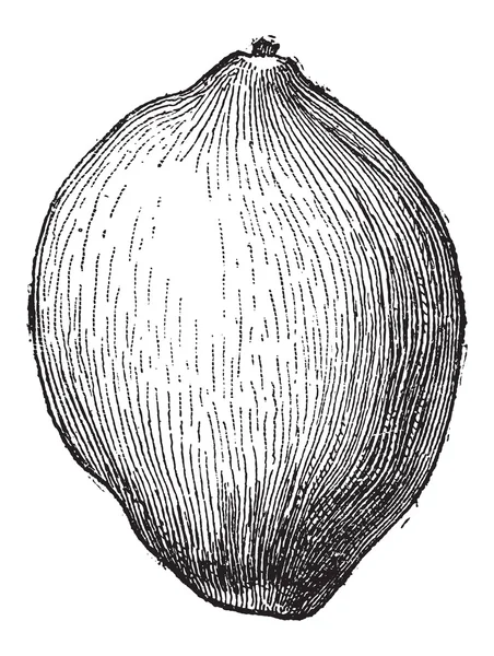 코코넛 또는 코코스 nucifera, 빈티지 조각 — 스톡 벡터