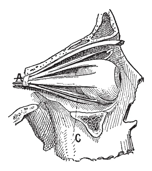 Nervi dell'occhio umano, incisione vintage — Vettoriale Stock