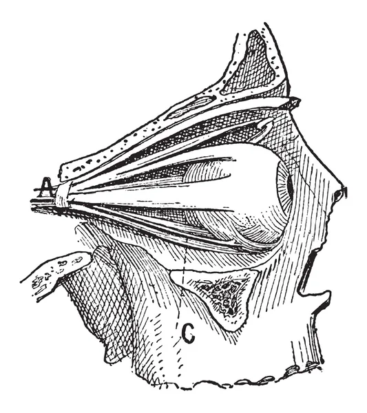 Nervios del ojo humano, grabado vintage — Archivo Imágenes Vectoriales