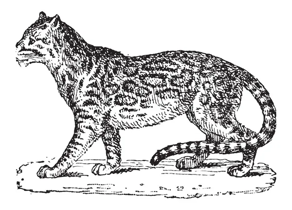 Ocelot nebo trpaslík leopard nebo leopardus pardalis, vintage gravírování — Stockový vektor