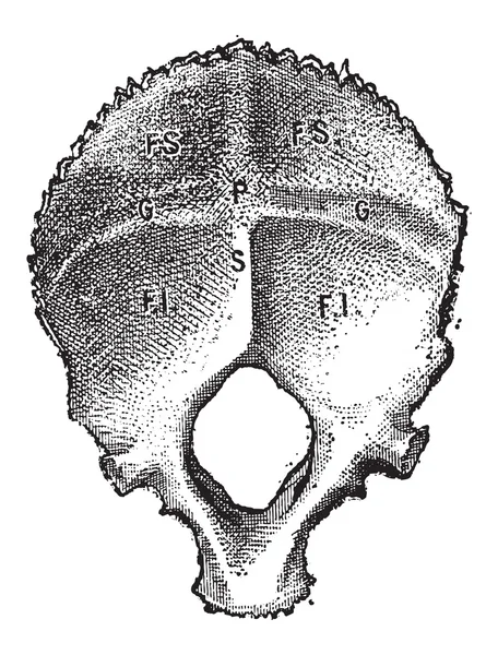 Osso Occipital, Humano, gravura vintage — Vetor de Stock