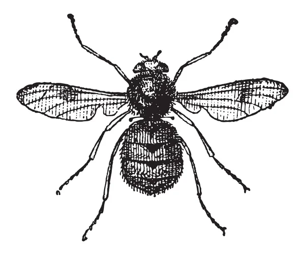 Botfly nebo oestridae, vintage gravírování — Stockový vektor
