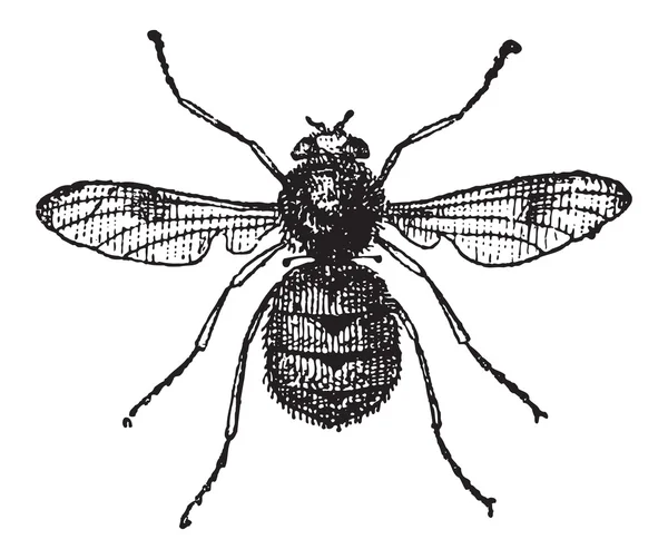 Horzels of oestridae, vintage gravure — Stockvector