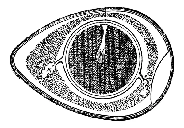鶏の卵の断面ビンテージ彫刻 — ストックベクタ