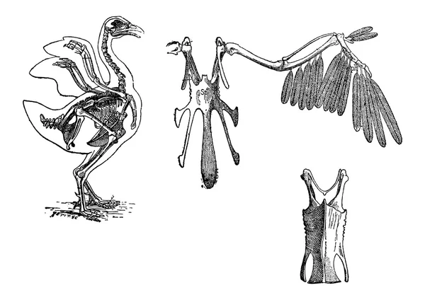 Skelett eines Huhns, Vintage-Gravur — Stockvektor