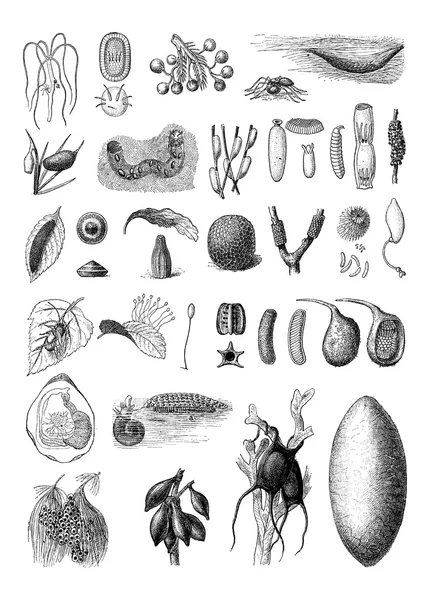 動物の種の卵ビンテージ彫刻 — ストックベクタ