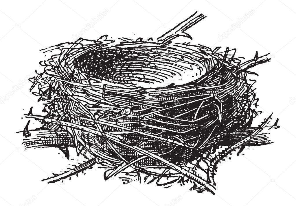 Nest of the Blackcap or Sylvia atricapilla, vintage engraving