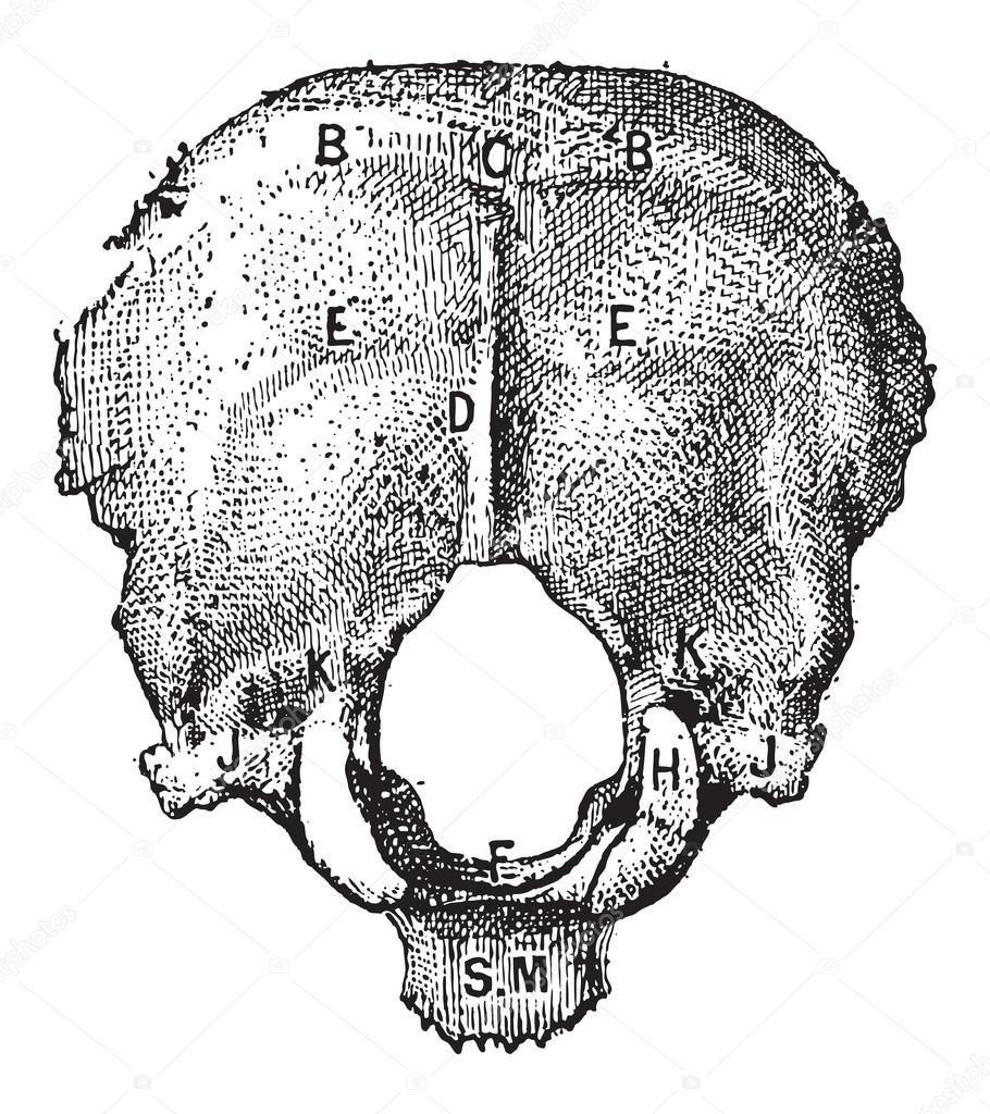 Occipital Bone, vintage engraving